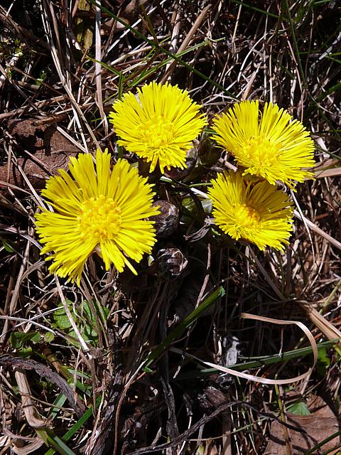 Anthémis des teinturiers - anthemis tinctoria