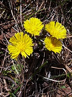 Tussilage, pas d'âne, tusilago farfara