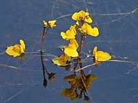 Utriculaire négligée, utricularia australis