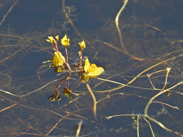 Utriculaire nglige, utricularia australis