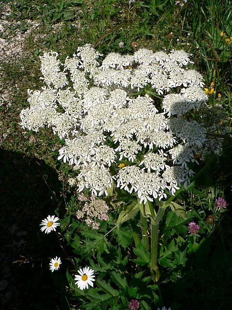 Valriane officinale - valeriana officinalis