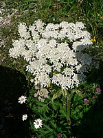 Valériane officinale, valeriana officinalis