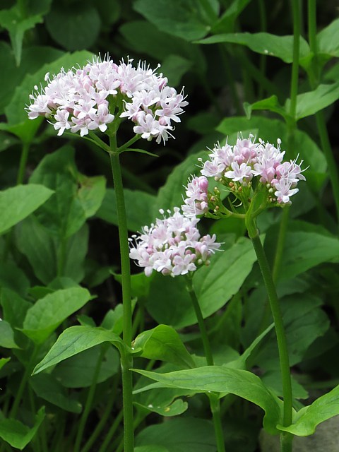 Valriane des montagnes, valeriana montana