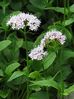 Valériane des montagnes, valeriana montana