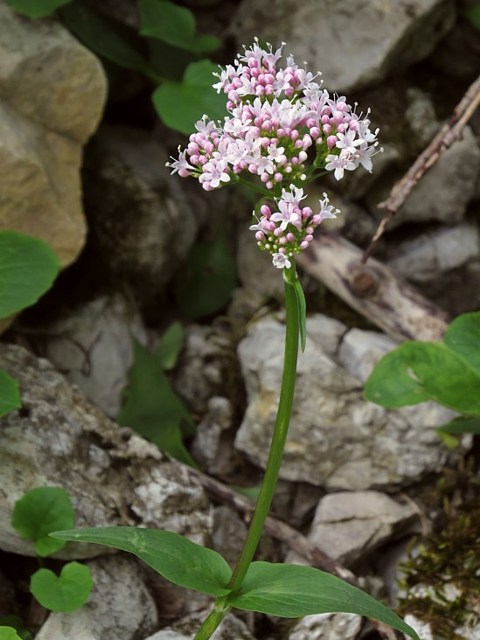 Valriane des montagnes, valeriana montana