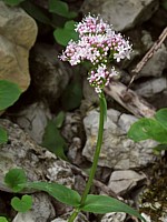 Valériane des montagnes