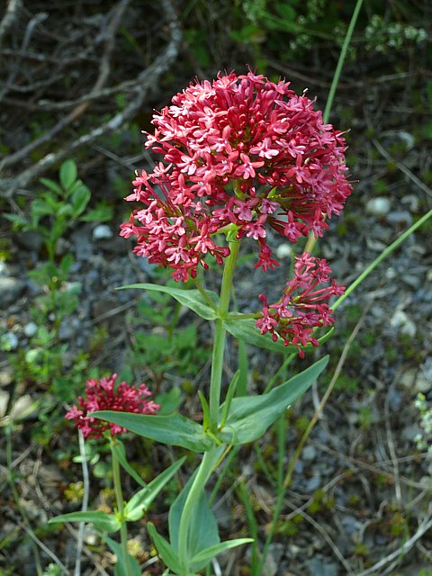 Valriane rouge - centranthus ruber