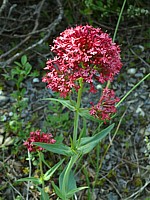Valériane rouge, centranthus ruber