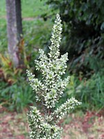 Vérâtre blanc, veratrum album