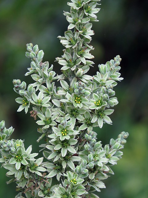 Vrtre blanc, veratrum album