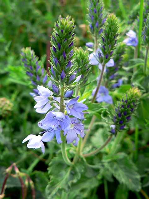 Véronique germandrée, veronica teucrium