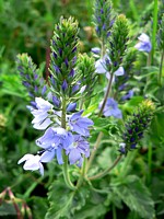 Véronique germandrée, veronica teucrium