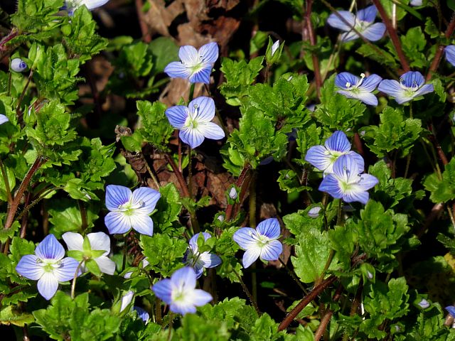 Vronique de Perse, veronica persica