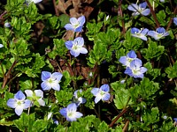 Véronique de Perse, veronica persica
