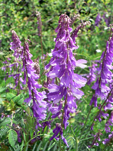 Jarosse ou Vesce cracca - vicia cracca