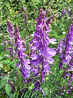 Jarosse ou Vesce cracca, vicia cracca