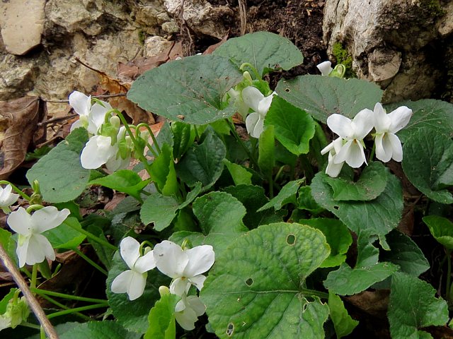 Violette blanche, viola alba