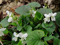 Violette blanche, viola alba