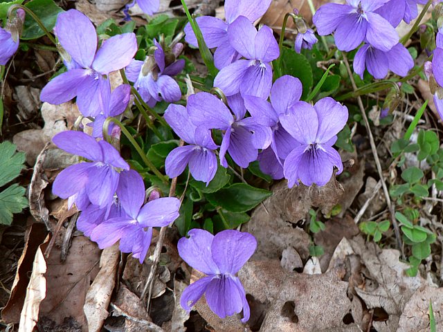 Violette des forts, viola silvestris