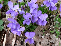 Violette des forêts, viola silvestris