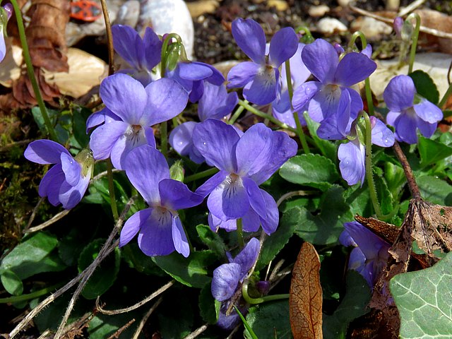 Violette hrisse, viola irta