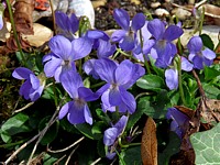 Violette hérissée, viola irta