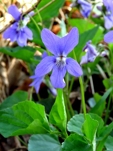 Violette hrisse, viola hirta