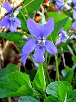 Violette hérissée, viola hirta