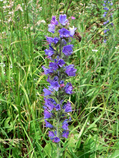Vipérine commune, echium vulgare