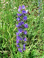 Vipérine commune, echium vulgare