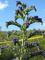 Vipérine commune, echium vulgare