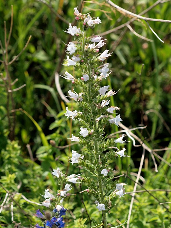 Vipérine blanche, echium vulgare