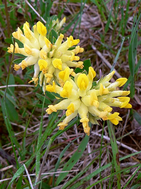Anthyllide vulnraire - anthyllis vulneraria
