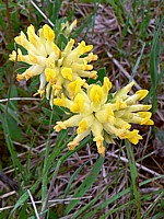 Anthyllide vulnéraire, anthyllis vulneraria