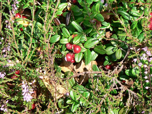 Airelle rouge, vaccinium vitis-idaea