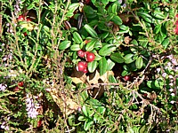 Airelles rouges