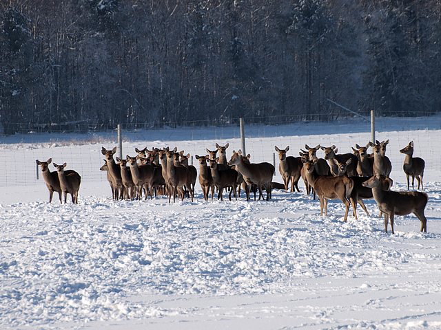 Elevage de cerfs au Joratel