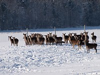 Elevage de cerfs au Joratel