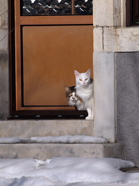 Chats curieux