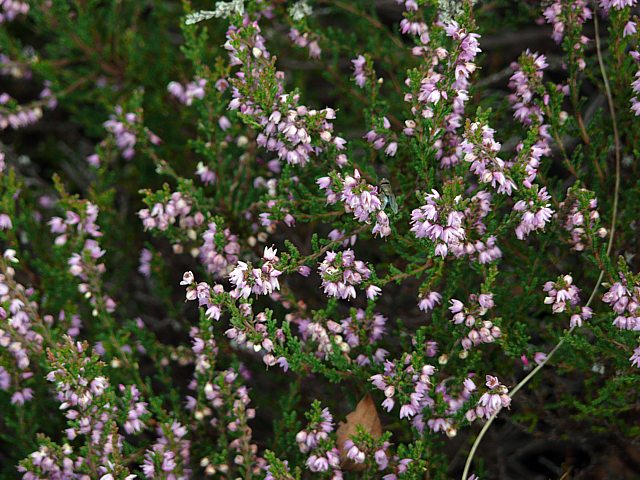 Fausse bruyre, calluna vulgaris