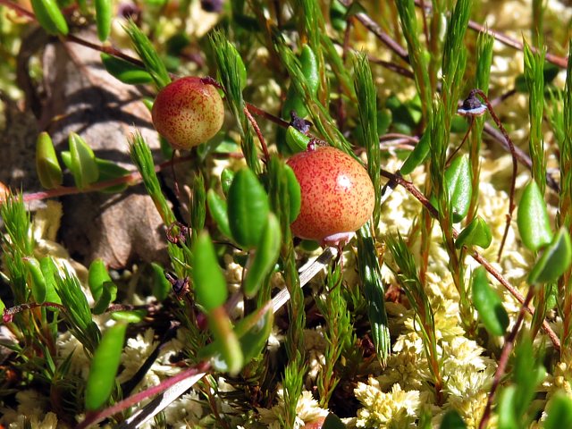 Canneberge, vaccinum macrocarpon