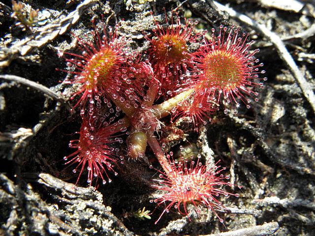 Drosra, drosera rotundifolia