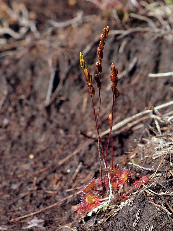 Droséra, drosera rotundifolia