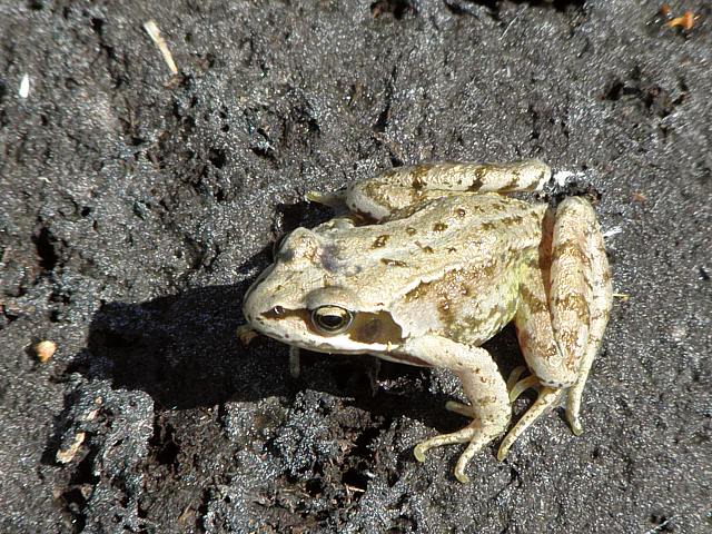 Grenouille agile, rana dalmatina