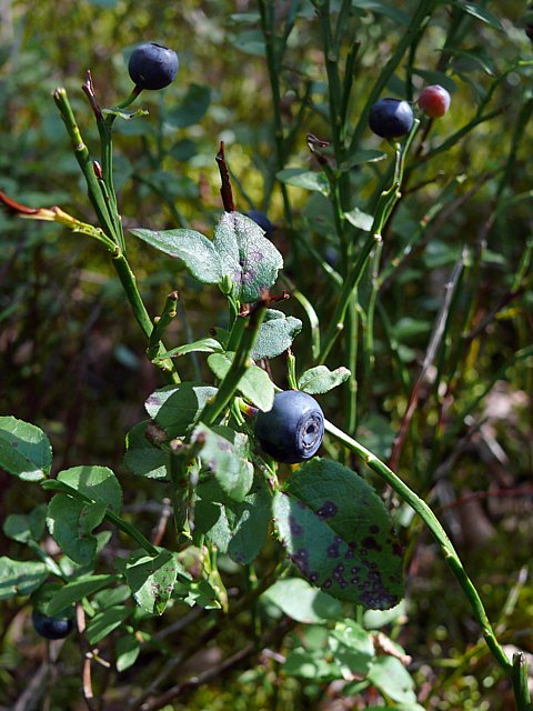 Myrtille, vaccinum myrtillus