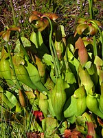 sarraéenie pourpre