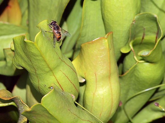 Sarracnie pourpre, sarracenia purpurea