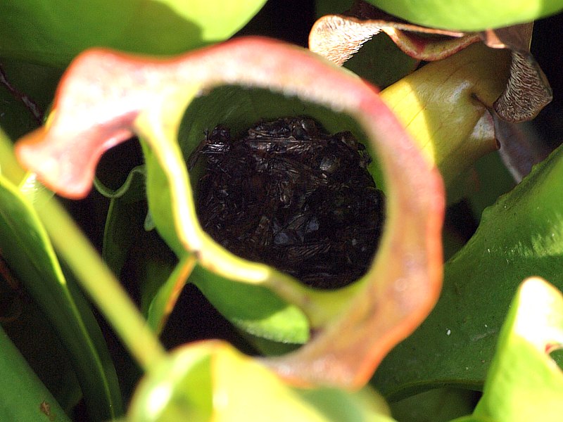 Sarrac�nie pourpre, sarracenia purpurea