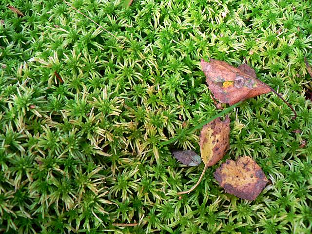 Sphaignes, sphagnum pallustre