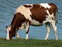 Génisse au lac des Taillères